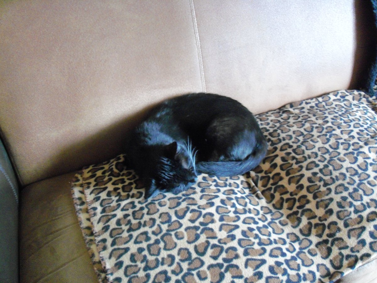 MiloWigzell's tweet photo. I miss my Dad and will stay in this spot (apart from essential exertions to my food and relief stations) until he returns home. #3longweeks https://t.co/gXF1sEW83d