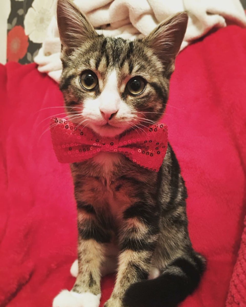 Georginaleather's tweet photo. @PetsatHome #VIPDec2017 my Christmas Dylan https://t.co/LQFzsvfDpr