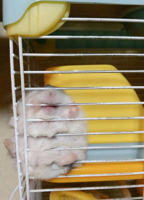 Twitterのコスプレ画像28