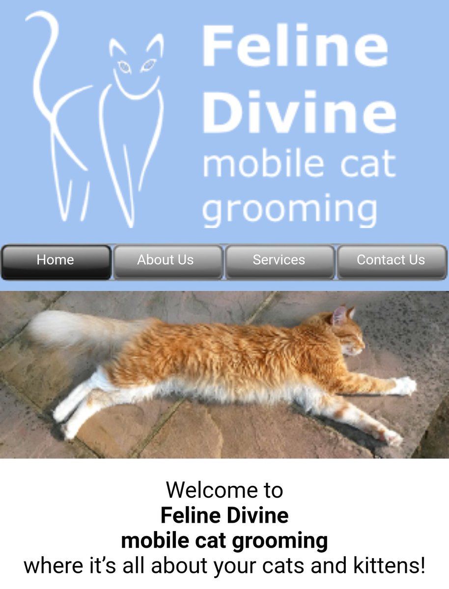 Veterinary Clinic Feline Divine Cat Grooming Feline Divine Cat