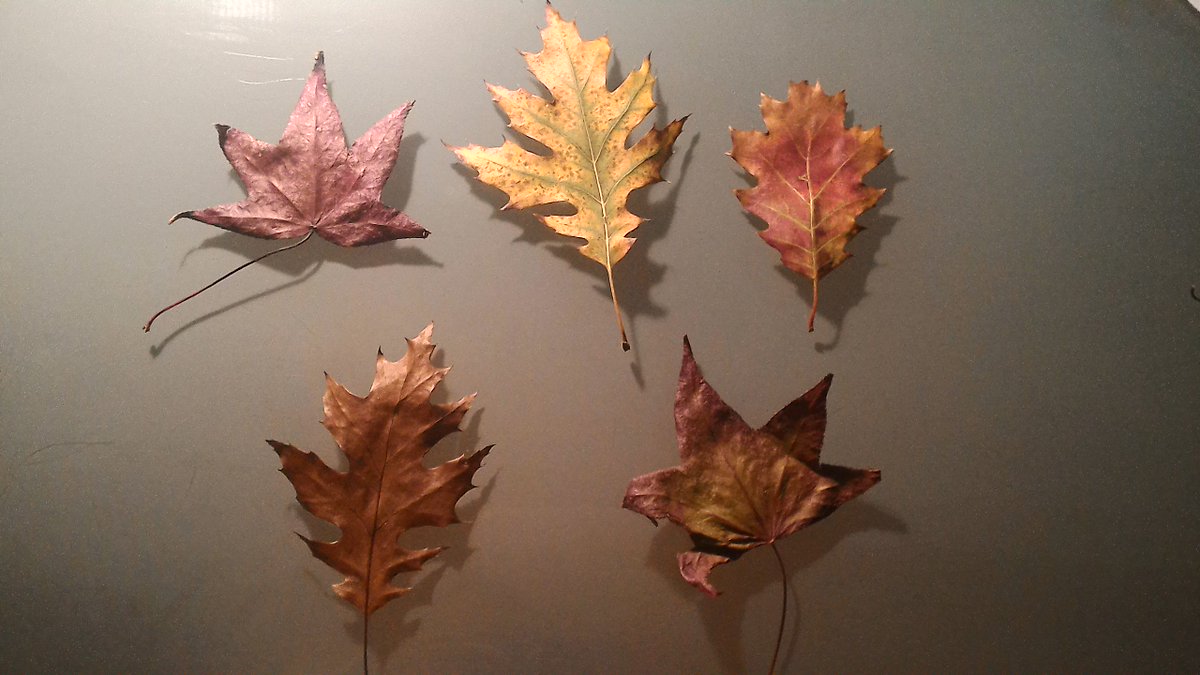BSPasistencia's tweet photo. #MétodoMontessori utilizamos colores del otoño para estimular la percepción visual lenguaje y  orientación temporal https://t.co/Kv9B591rzJ"