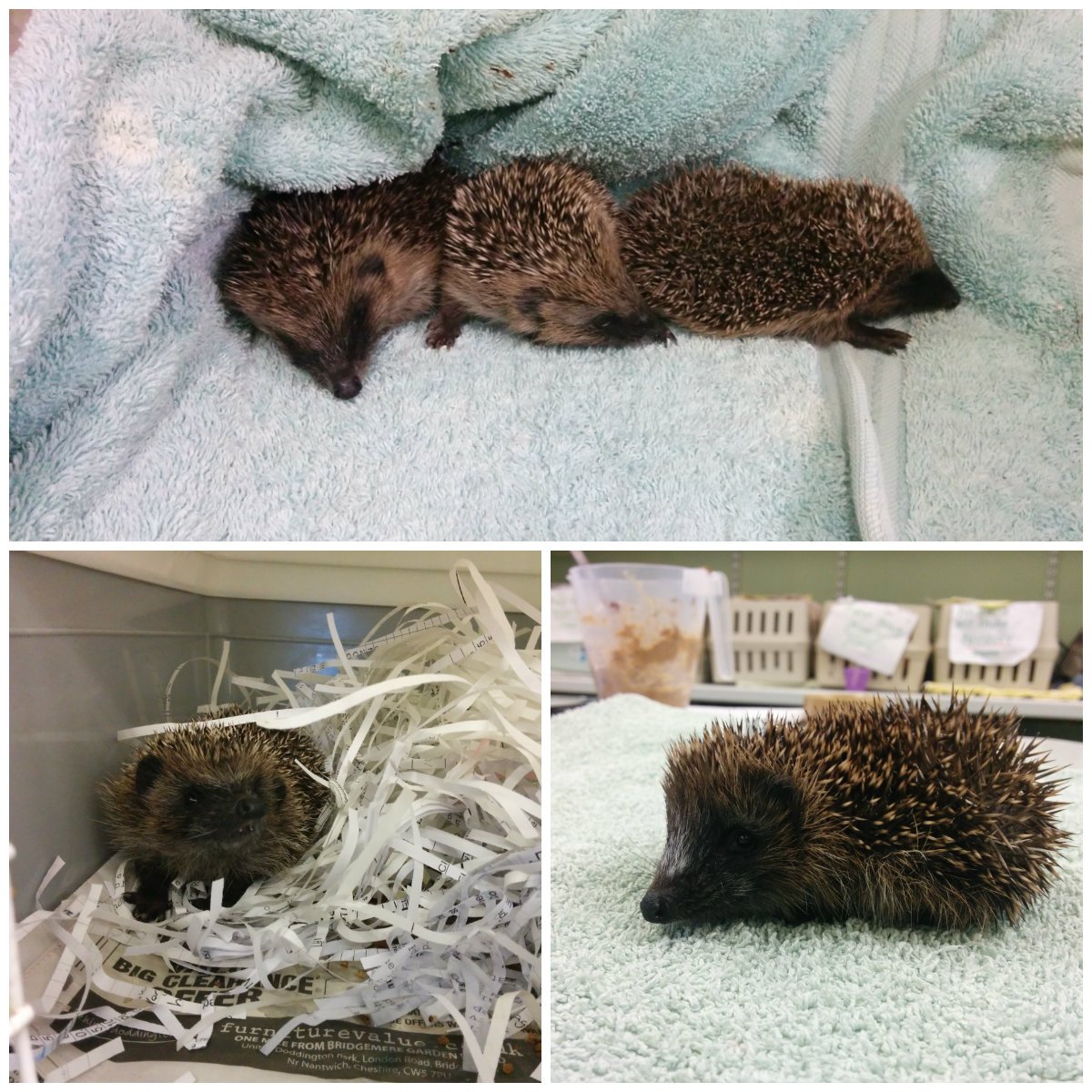 RSPCAStapeley's tweet image. PLS RTW: Shredded paper urgently needed for our hogs, down to our last 2 bags!  Long and thick cut, not crossed @RSPCA_official @RachRSPCA