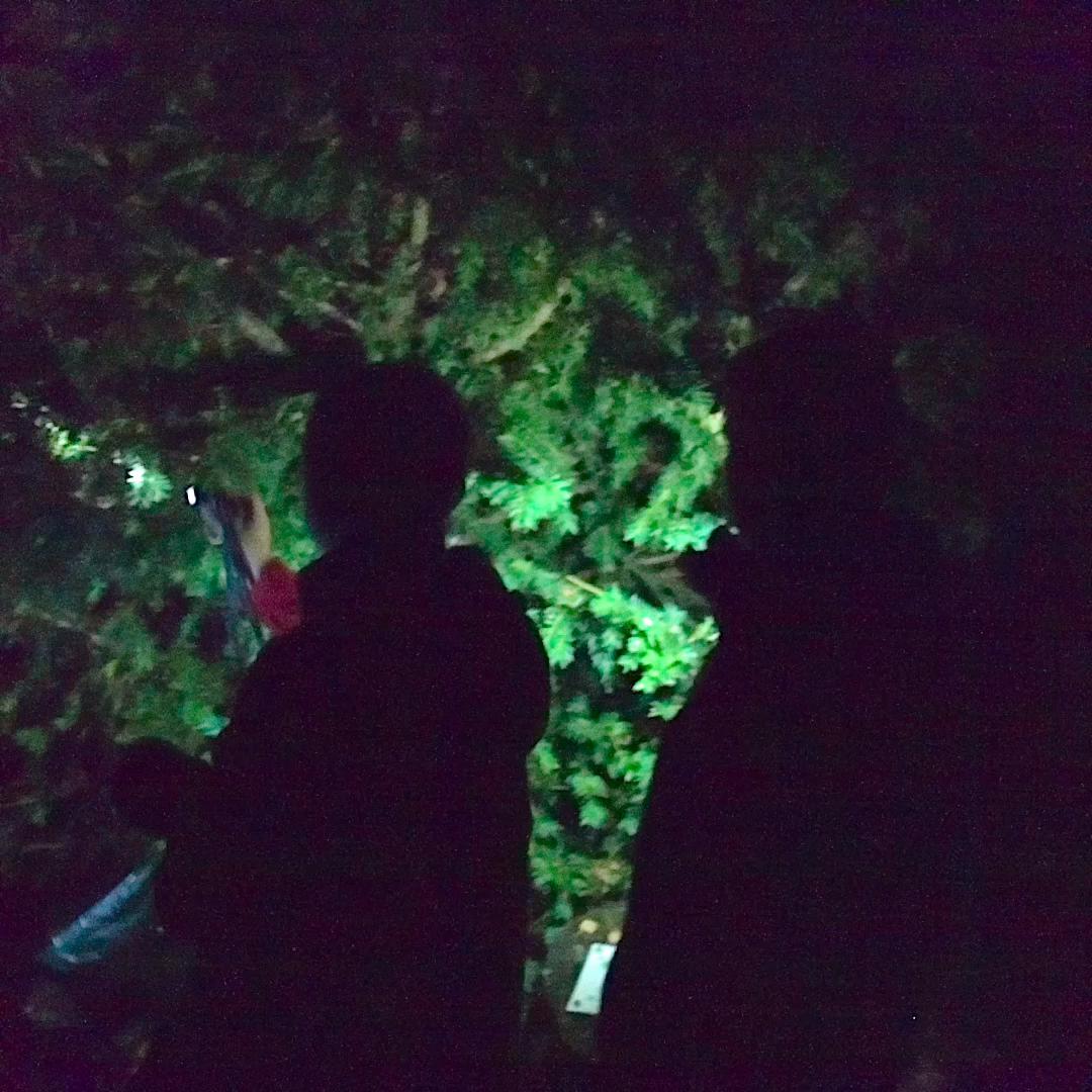 Rick_Hall's tweet photo. #NightWalks @IgniteFutures @dovecote2005 All this where the bomb factory once stood - our 3rd Night Walk #ArtScience https://t.co/DDKL0NGQgu