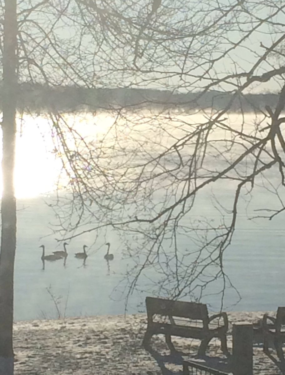 BonnieBeachMN's tweet photo. Swans on the water. #Swans #clitheralllake https://t.co/0SuOKL3JGg
