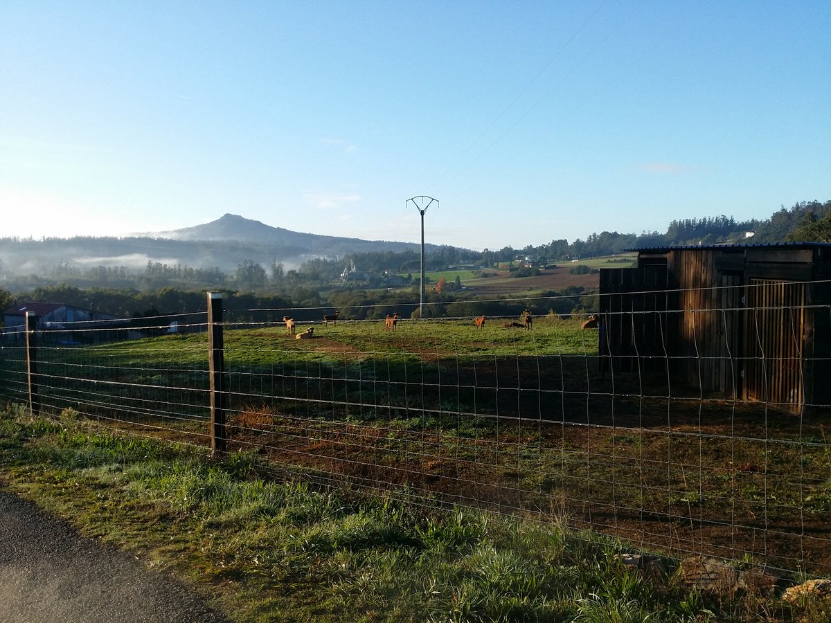 Finca Chousiño (@yeguadachousino) on Twitter photo 