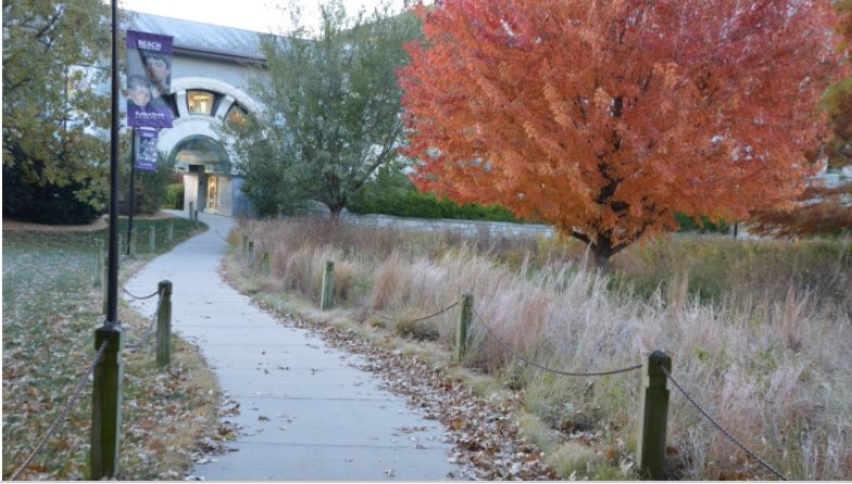 kingerypage's tweet photo. Take your choice of two volunteer days....come help us get the Meadow ready for winter! Sat. and Sun. 1-3pm Nov 11/12 near Beach Museum https://t.co/ODET2Uq10A