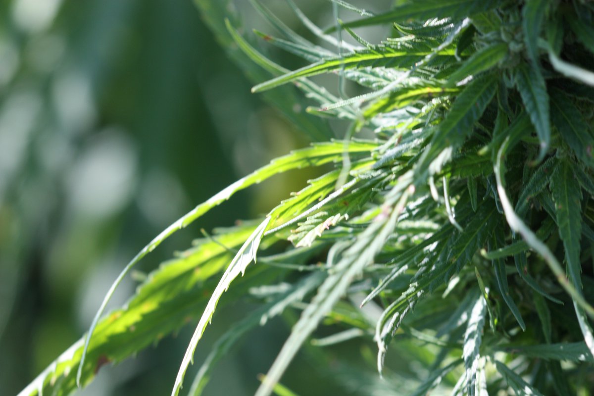 HempHistoryWeek's tweet photo. 7 ways #hemp will save the world!

https://t.co/qYP0PE7ilw

#HempWeek https://t.co/bcJynKtEH4