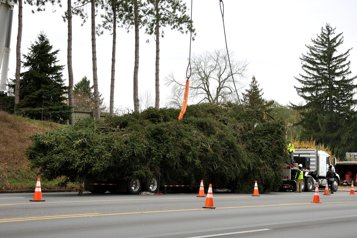 UVDesignWks's tweet photo. The @rockcenternyc @Christmas30Rock #christmastree being carefully loaded on to a truck in State College PA this morning for transport to #NYC #rockefellercenter #PeaceOnEarth https://t.co/ISqOyztxPp