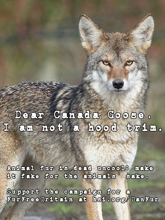 humaneworlduk's tweet photo. @CanadaGooseInc @NYMag Your new Regent Street store is like an animal graveyard - grim. Fur is a dying industry - when are you going to #MakeItFake for the animals' sake? #FurFreeBritain https://t.co/3CPcDY9gqa