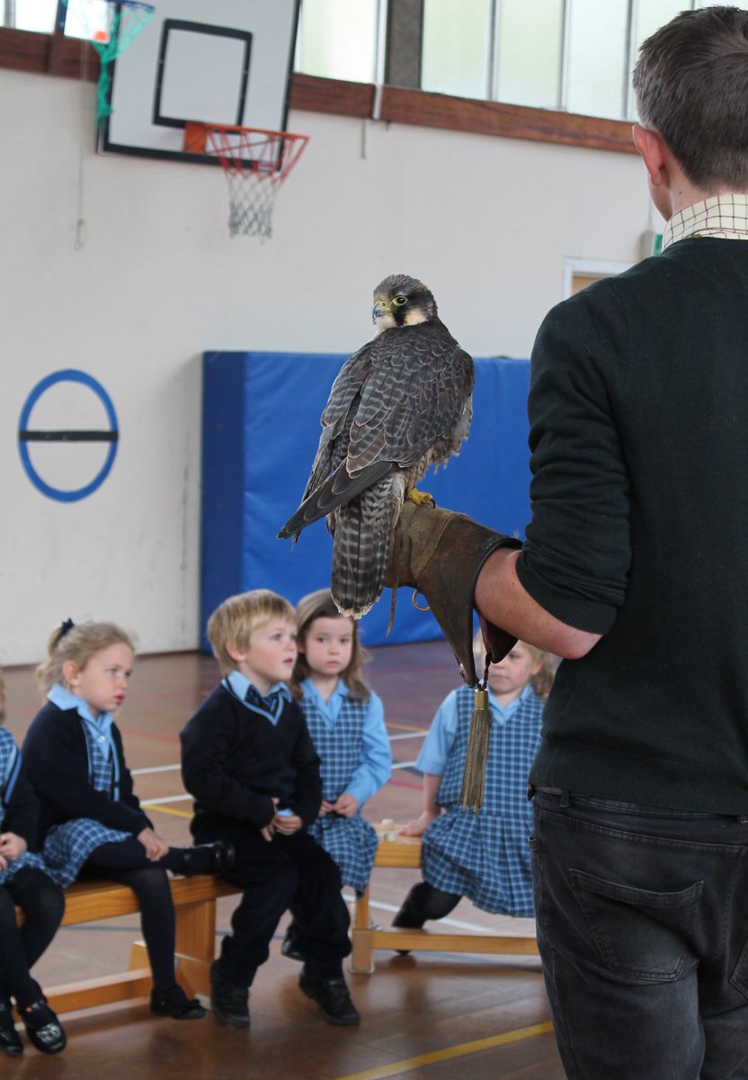CHSEarlyYears's tweet photo. #Reception &amp; #Nursery pupils both got up close to owls, falcons, buzzards and kestrels thanks to visit from @wheatleybirds of Prey. https://t.co/rIQB1FwkTY