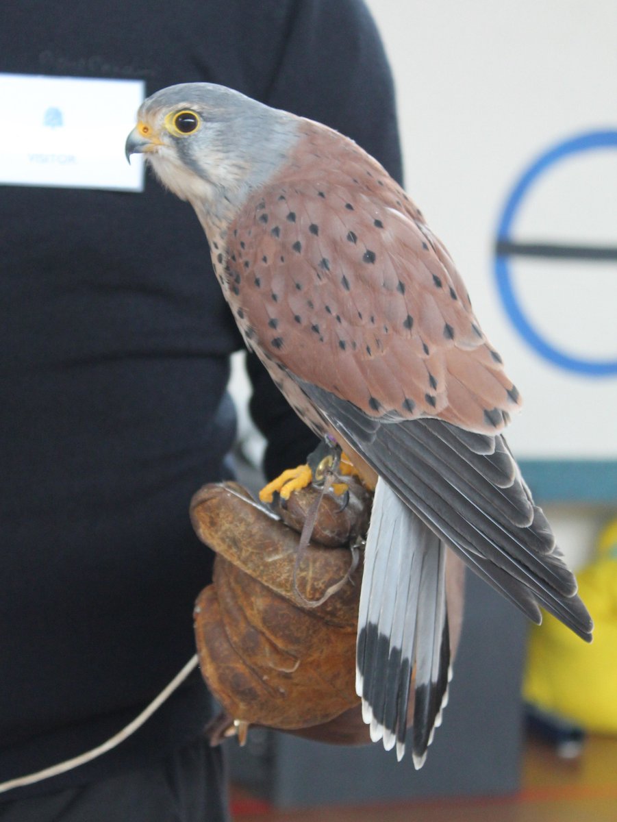 #Reception &amp; #Nursery pupils both got up close to owls, falcons, buzzards and kestrels thanks to visit from <a href="/wheatleybirds/">Clive Jones</a> of Prey.