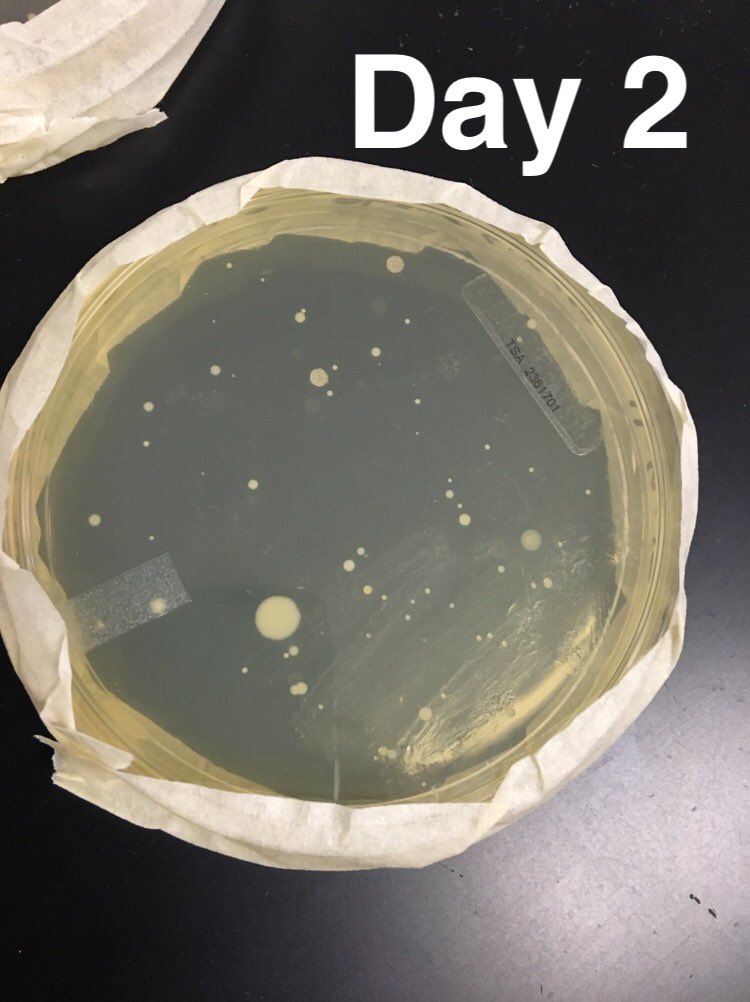TaylorBurden15's tweet photo. Streaming from Shiloh’s phone screen #rhsbms https://t.co/ndOBpDKLC4