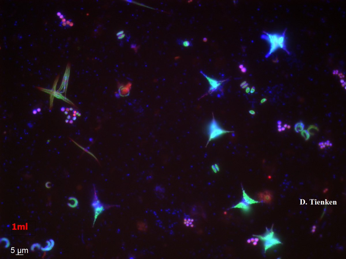 BiogeoMPIBremen's tweet photo. #Fluorescence #microscopy images of #MPI #pond in Nov 2017, #teaching #samples for new Marmic #Master #students in the #BioGeoChemistry #SingleCell facilities.
#BGCMax #lifeinadrop #pretty #algae #microbes https://t.co/PGTjPgdmEO