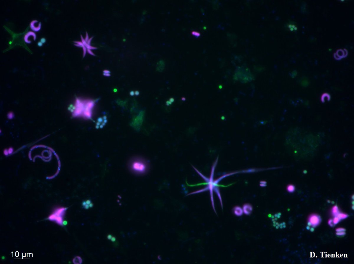 BiogeoMPIBremen's tweet photo. #Fluorescence #microscopy images of #MPI #pond in Nov 2017, #teaching #samples for new Marmic #Master #students in the #BioGeoChemistry #SingleCell facilities.
#BGCMax #lifeinadrop #pretty #algae #microbes https://t.co/PGTjPgdmEO