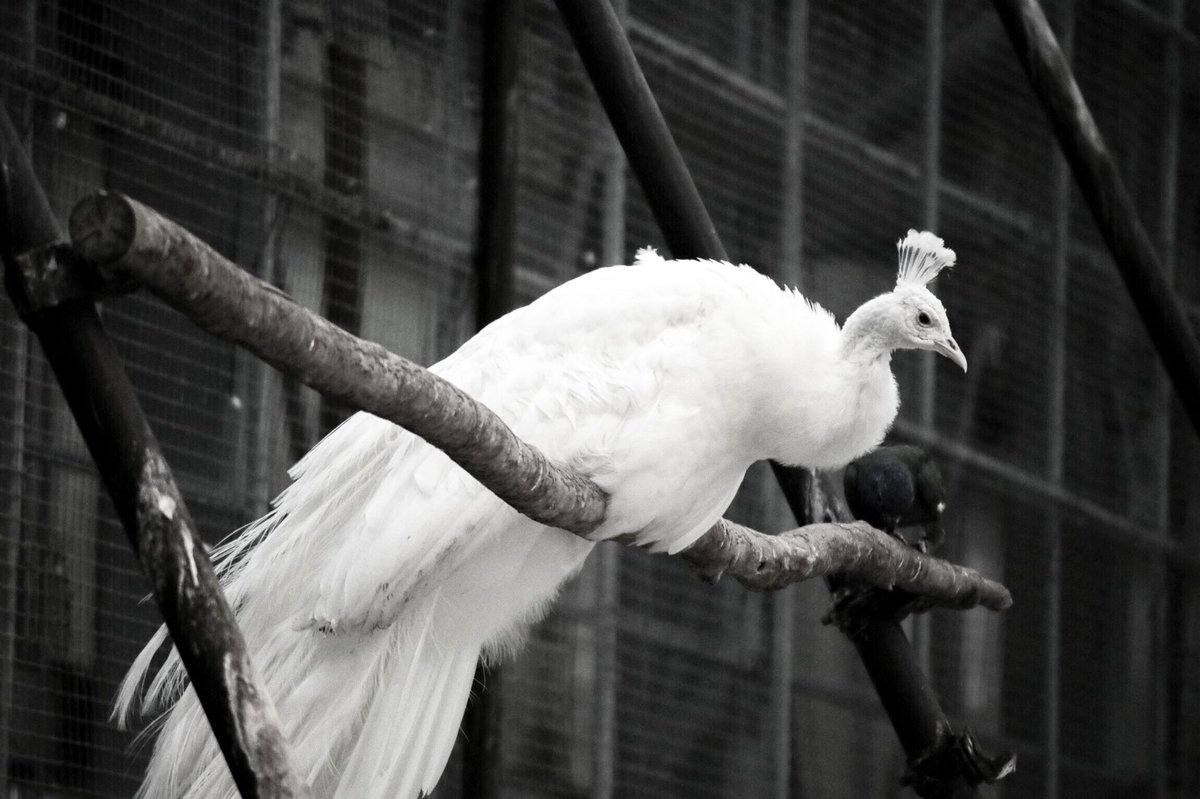 Rin0Xxt5's tweet photo. なんとなくモノクロ写真。
かっこいい。

#掛川花鳥園 #フクロウ #モノクロ #ファインダー越しのわたしの世界  #写真好きと繋がりたい #カメラ好きな人と繋がりたい https://t.co/uotf2NE8lc