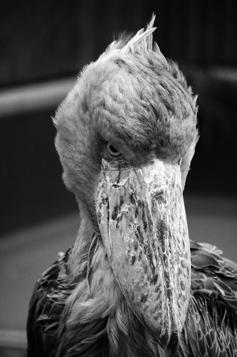 Rin0Xxt5's tweet photo. なんとなくモノクロ写真。
かっこいい。

#掛川花鳥園 #フクロウ #モノクロ #ファインダー越しのわたしの世界  #写真好きと繋がりたい #カメラ好きな人と繋がりたい https://t.co/uotf2NE8lc