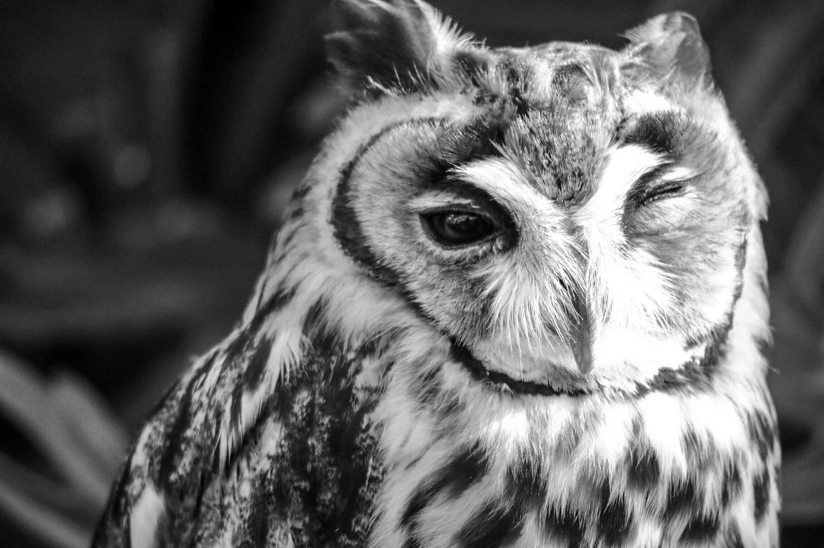 Rin0Xxt5's tweet photo. なんとなくモノクロ写真。
かっこいい。

#掛川花鳥園 #フクロウ #モノクロ #ファインダー越しのわたしの世界  #写真好きと繋がりたい #カメラ好きな人と繋がりたい https://t.co/uotf2NE8lc