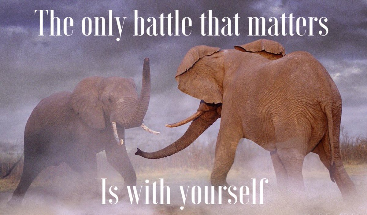 MrMercy2u's tweet photo. #Elephantwisdom #CognitiveElephant #CognitiveRampage
#ElephantsRemember https://t.co/cbmH6NlN9h