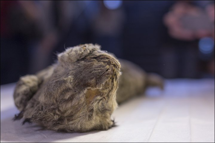 futurasciences's tweet photo. Incroyable !
Premières photos d'un lionceau des cavernes retrouvé dans le #permafrost en #Sibérie, "parfaitement conservé"
Il aurait entre 20 et 50.000 ans ! 
Il est mieux conservé que les 2 premiers en 2015 ➡️ https://t.co/wdh2KaLYNO
© Anastasiya Koryakina, @siberian_times https://t.co/zfZyvYF3t1