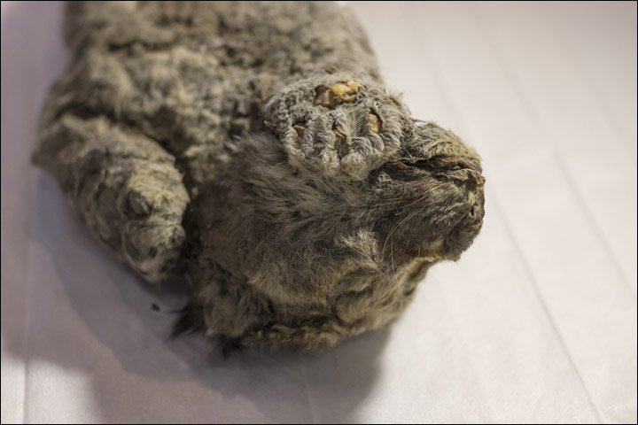 futurasciences's tweet photo. Incroyable !
Premières photos d'un lionceau des cavernes retrouvé dans le #permafrost en #Sibérie, "parfaitement conservé"
Il aurait entre 20 et 50.000 ans ! 
Il est mieux conservé que les 2 premiers en 2015 ➡️ https://t.co/wdh2KaLYNO
© Anastasiya Koryakina, @siberian_times https://t.co/zfZyvYF3t1