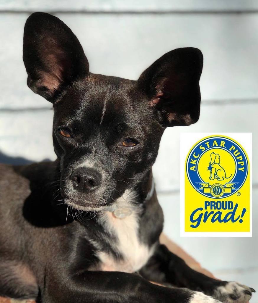 sadiewonderpup's tweet photo. Good job Bobbie! AKC Star Puppy! #chihuahuasofinstagram #starpuppy #positivetraining #R+ #bestfriend #puppy #lifet… https://t.co/uchnJD2YPI https://t.co/aQwrrMr2XQ