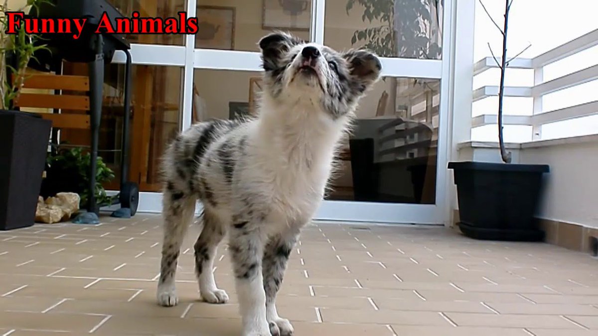 topklikml's tweet photo. SMARTEST #Dogs - ...
LINK: https://t.co/YfOrB4kOu4
#BorderCollieBlueMerle #BorderCollieDog #BorderCollieDogs #BorderColliePuppies https://t.co/Vk5odsCrU4