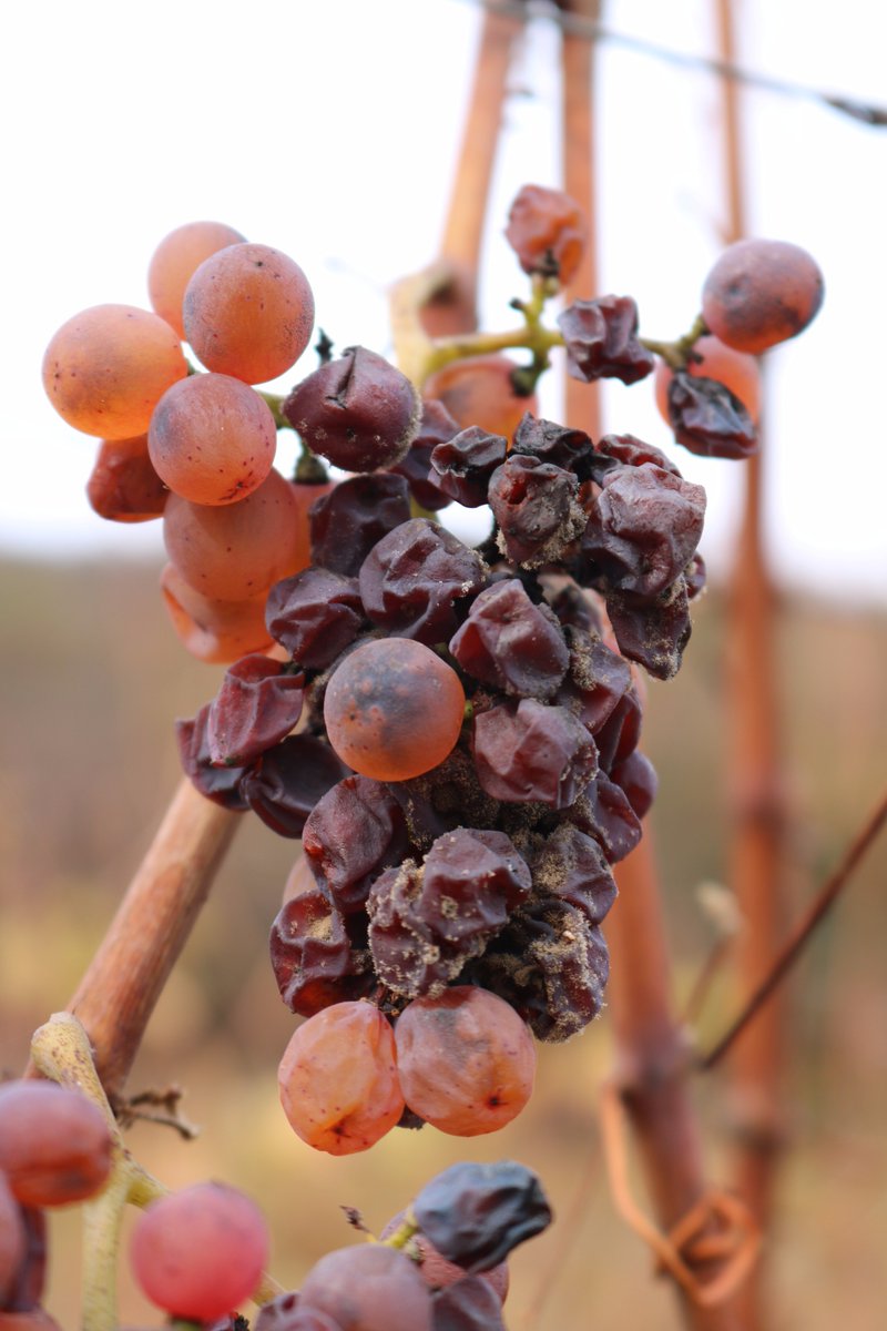 CantinaTramin's tweet photo. Never had the #Gewürztraminer grapes for our #Terminum sweet wine be harvested so early! The fermentation will now go on for months, a very exciting time for us! It will be such a pleasure to discover the aromas of this late harvest wine. https://t.co/USNxHapJKU