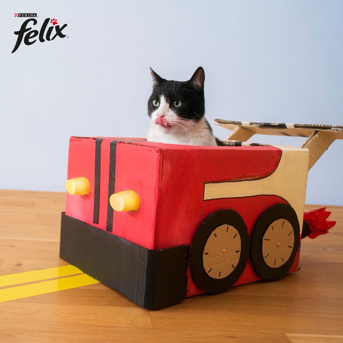 models_direct's tweet image. How fantastic was Our star pet "Bocat" for Felix.  
#petmodelling #felix #starpet #modelsdirect