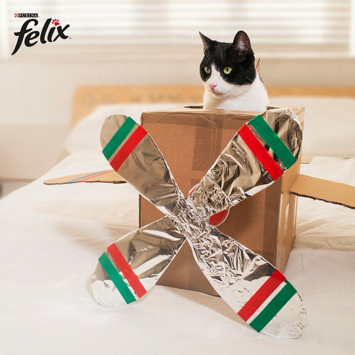 models_direct's tweet image. How fantastic was Our star pet "Bocat" for Felix.  
#petmodelling #felix #starpet #modelsdirect