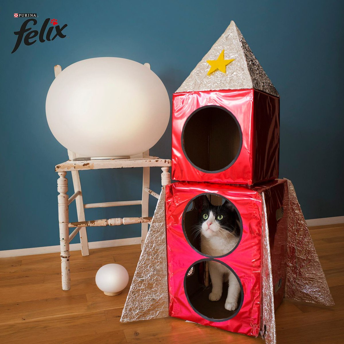 ModelsDirectBiz's tweet image. How fantastic was Our star pet "Bocat" for Felix.  
#petmodelling #felix #starpet #modelsdirect