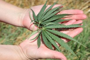 RevistaYerba's tweet photo. Cuarto y mitad de #cannabis https://t.co/sfvmnyFn8h  | Vía @yervaguena https://t.co/9hpVgKtq0y