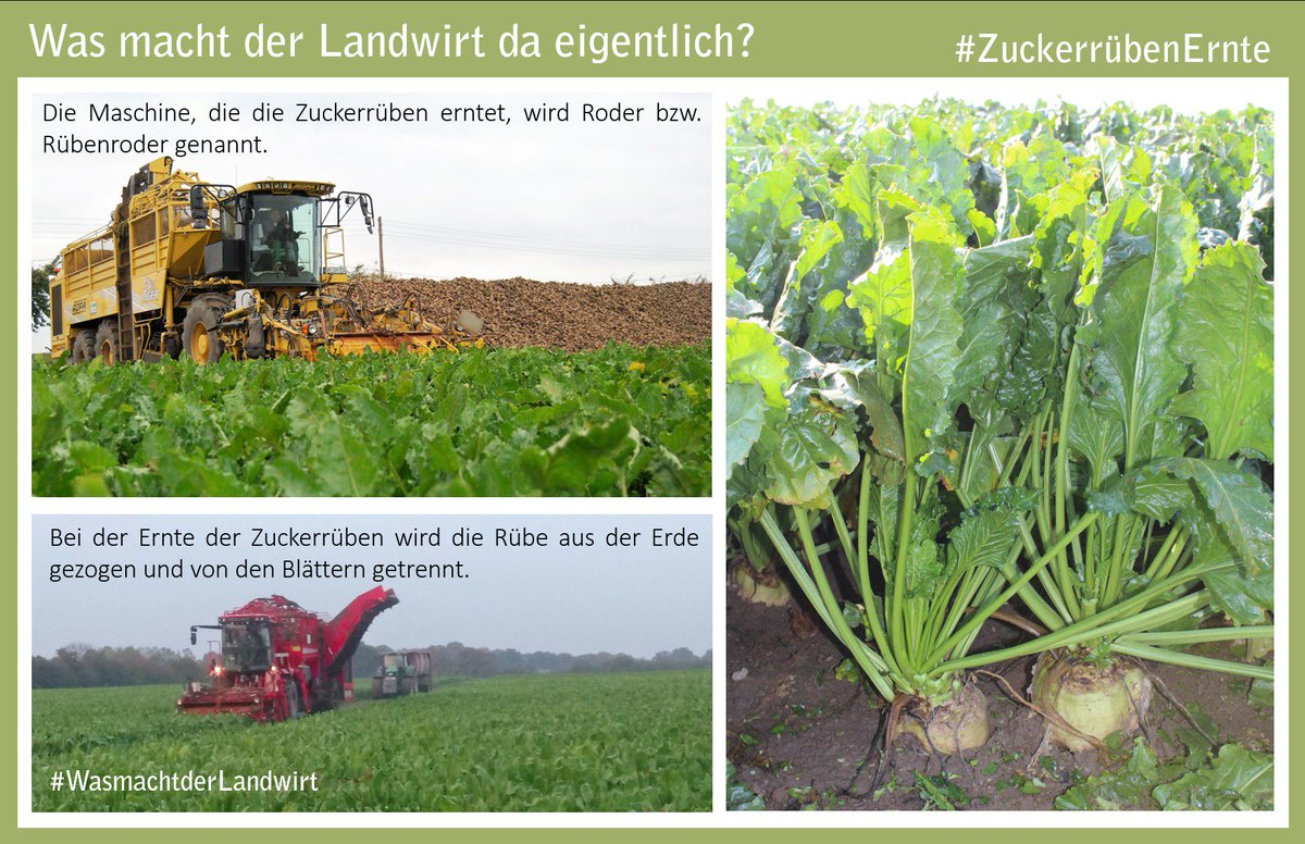 bauern_mv's tweet photo. Ihr liebt Süßes??! - das passt ja super zur #ZuckerrübenErnte. Wie Zuckerrüben geerntet werden &amp; einige #NiceToKnow Fakten findet ihr im Beitrag. #LandwirtschaftMV #WasmachtderLandwirt https://t.co/qUj3tOQPlD
