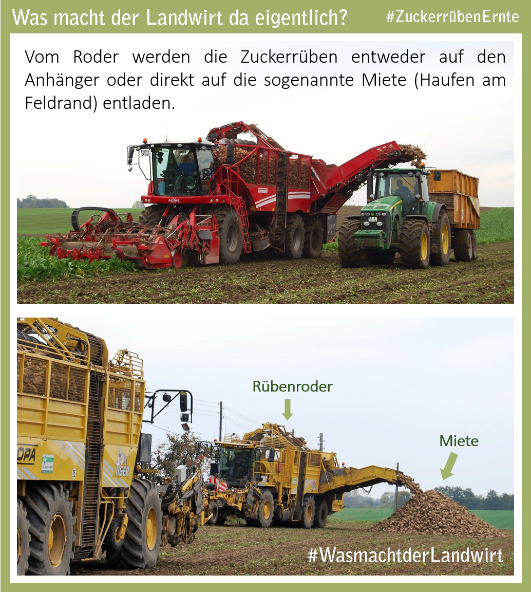 bauern_mv's tweet photo. Ihr liebt Süßes??! - das passt ja super zur #ZuckerrübenErnte. Wie Zuckerrüben geerntet werden &amp; einige #NiceToKnow Fakten findet ihr im Beitrag. #LandwirtschaftMV #WasmachtderLandwirt https://t.co/qUj3tOQPlD