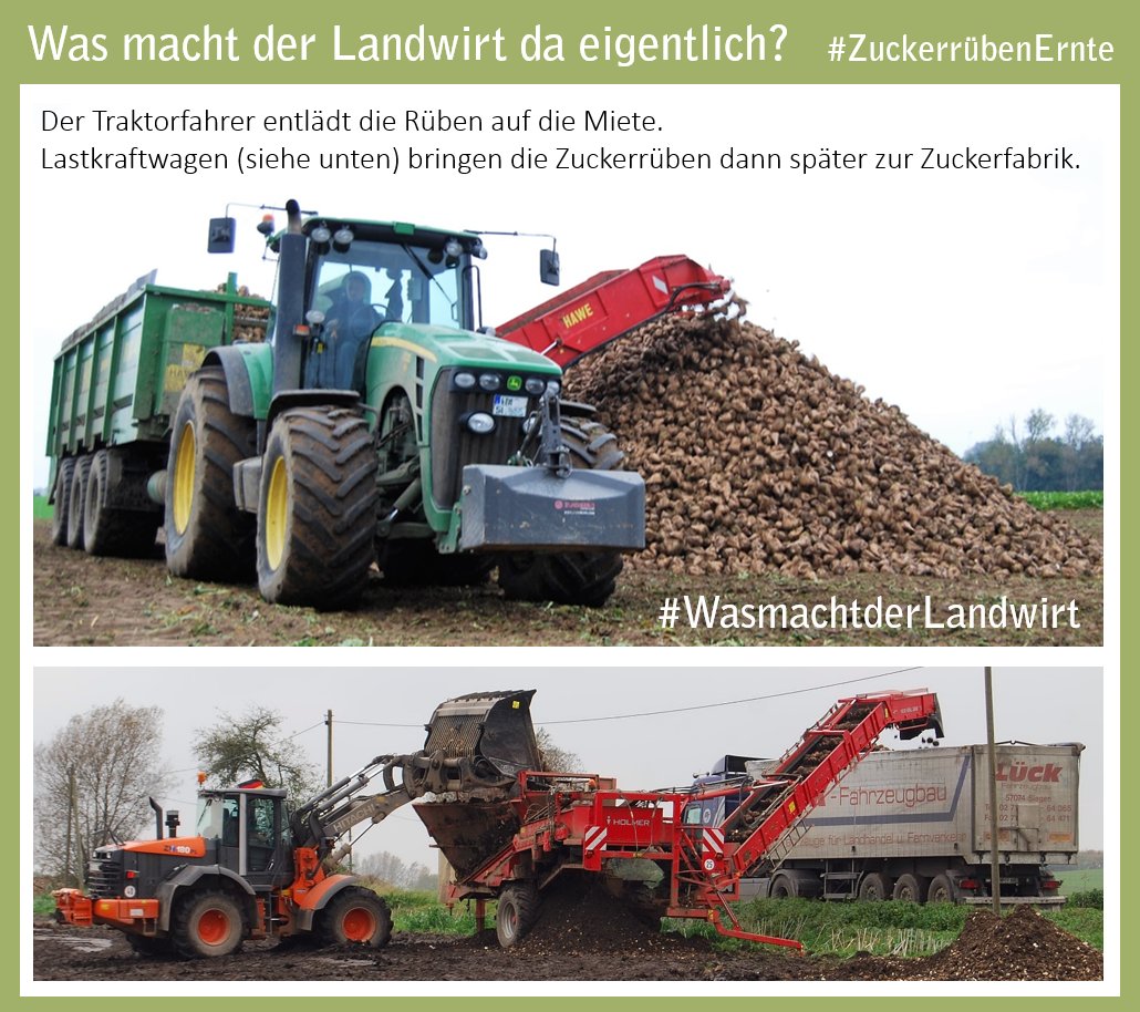 bauern_mv's tweet photo. Ihr liebt Süßes??! - das passt ja super zur #ZuckerrübenErnte. Wie Zuckerrüben geerntet werden &amp; einige #NiceToKnow Fakten findet ihr im Beitrag. #LandwirtschaftMV #WasmachtderLandwirt https://t.co/qUj3tOQPlD