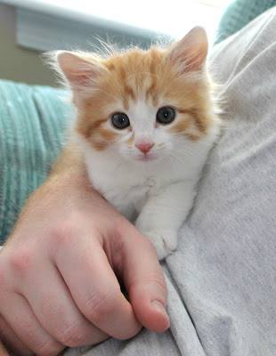 EndZnLeprechaun's tweet photo. Okay, this is harder than I thought... @MeganCarterPXY is a tough cookie to crack. We should all probably send her adorable photos of cats for the rest of the day #FreeCatDay https://t.co/M3EaEBzs7d
