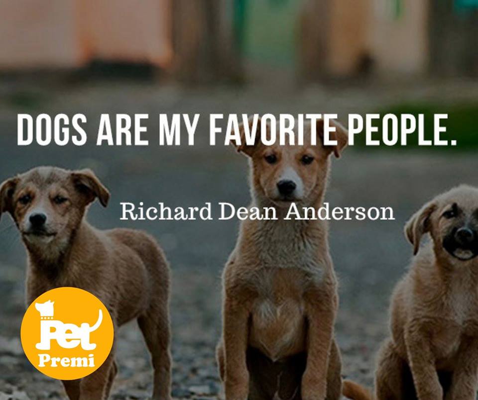 PetPremi's tweet photo. The more I know People the more I love dogs. 
Like if you agree. 
#petpremi
#petpremiapp https://t.co/61RhDBCESm