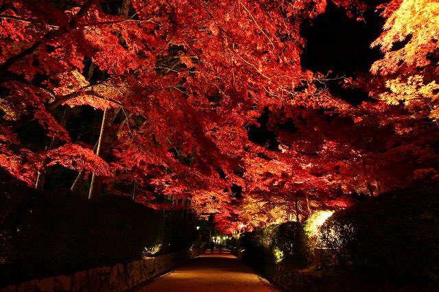 高野山金剛峯寺の紅葉の見頃とライトアップは 混雑はどう ツクの日々