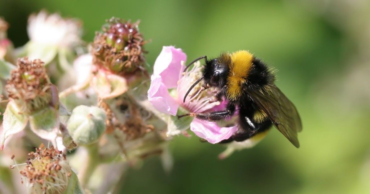 BeesBeezine's tweet photo. New research reveals how climate change and bee declines could be linked https://t.co/Aii3jc9izK https://t.co/anlbb9rtHT