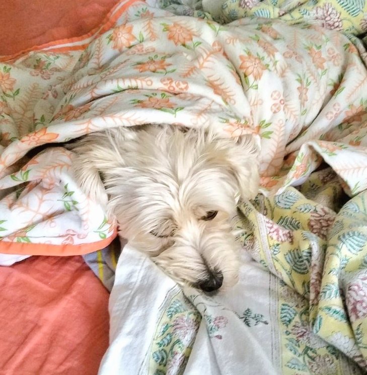 Bon_apetey's tweet photo. @PaveltheDog @Kesthecollie @GroverTdog @jennystape @MrRufus4 @RagamuffinLewis @SjCattledog @NormanTheCairn @AmosCollie @WylieSheltie Hey Pavel I too am a snuggler! #Snoozicals #NapsNeedDogs https://t.co/nvxdufogdy