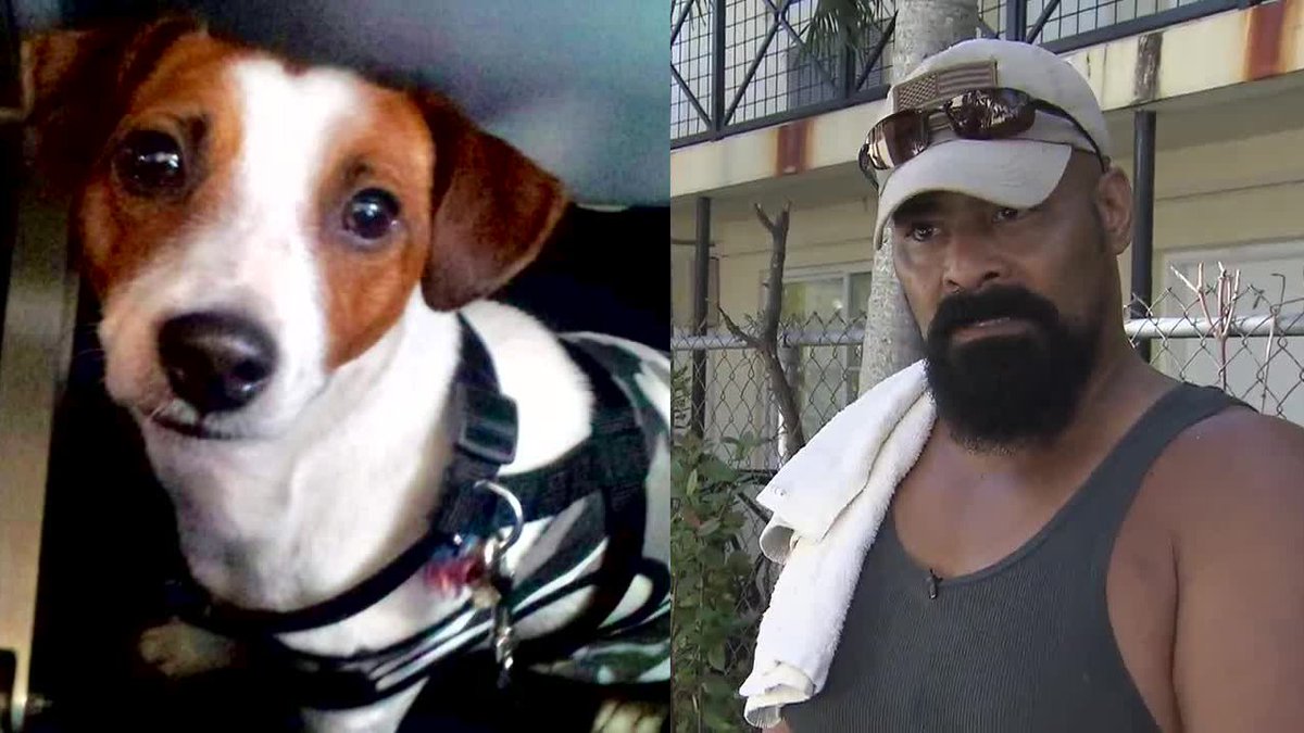 War veteran searches for missing service dog in Miami Beach bit.ly/2iGRfKy?utm_so… https://t.co/2rvpJVnQiB