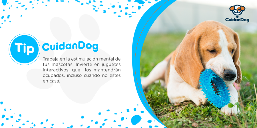cuidandog's tweet photo. Es indispensable trabajar en la estimulación mental de tu mascota, para eso, existe una variedad de juguetes que te ayudarán a lograrlo. #tipsperrunos #tipscuidandog https://t.co/uLIbJQuyf4