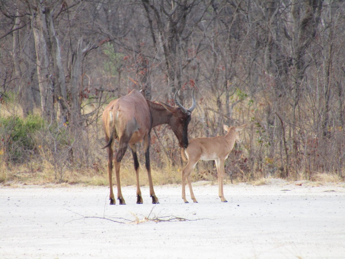 Motherly Love.
How gorgeous is this mama tsessebe licking clean her newborn on the airstrip at Sable Alley?

#safarisofcharacter #naturalselectiontravel #naturalselectionsafaris
