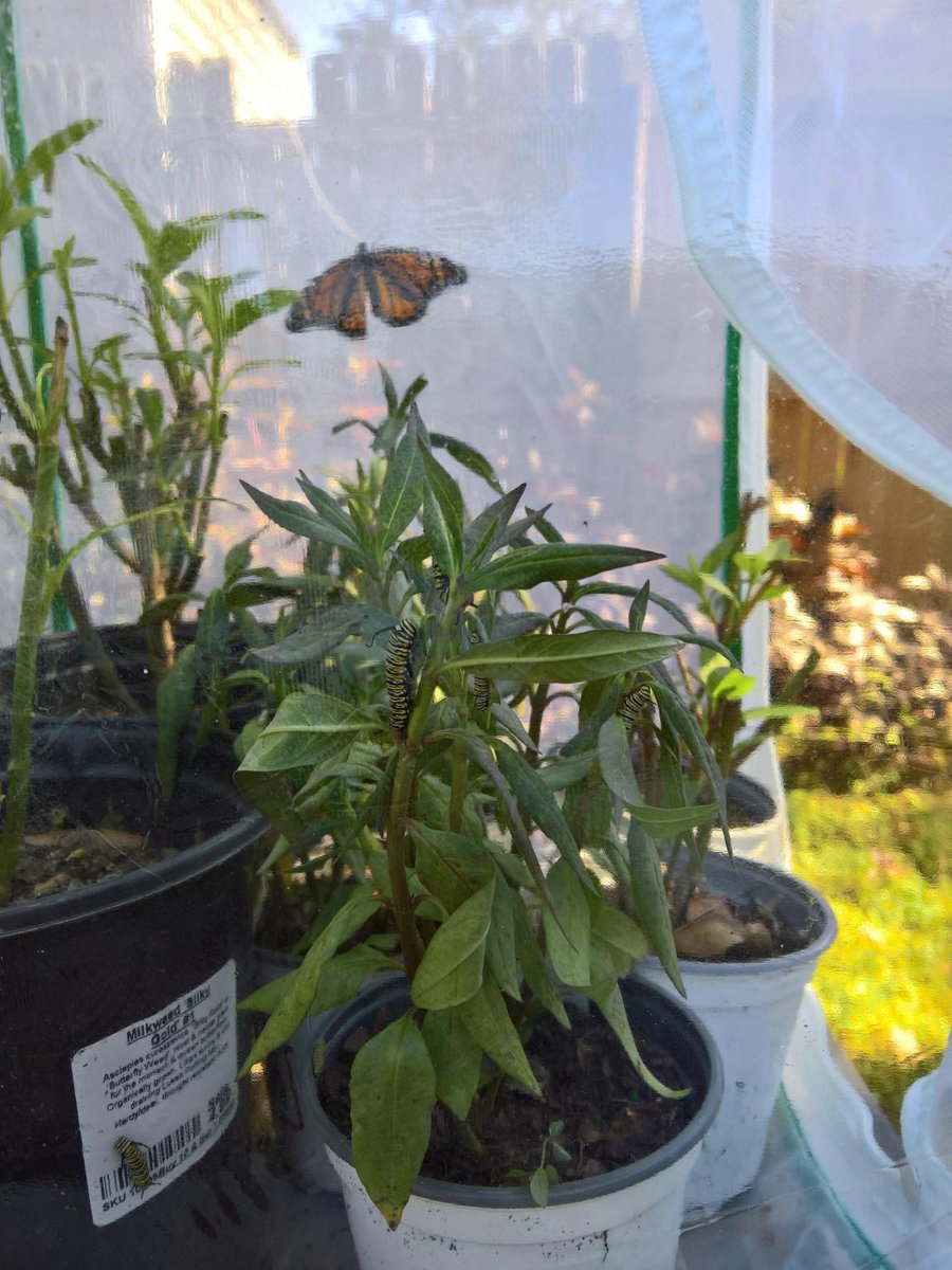 strvngrtst's tweet photo. busy plants in the #ButterflyLady's backyard 😊🐛🦋 #monach #butterfly #mission https://t.co/5GZZidiVvy