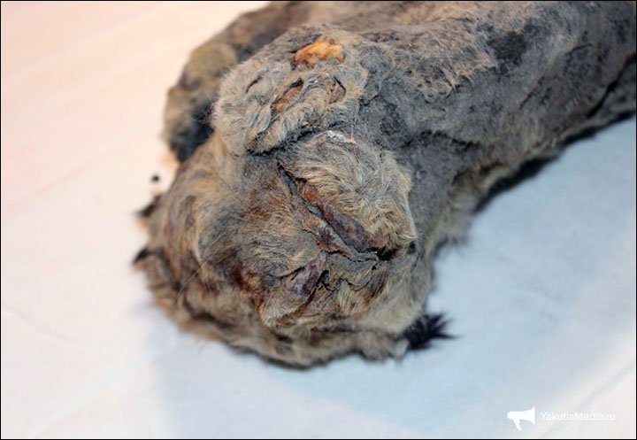 TwilightBeasts's tweet photo. AMAZING!! *ANOTHER* frozen cave lion KITTEN found in Siberia!!!! Possibly around 50,000 years old!! (Photo YakutiaMedia) cc @Laelaps @holland_tom https://t.co/sDHXKwDZGi https://t.co/CHnP9okQ5f