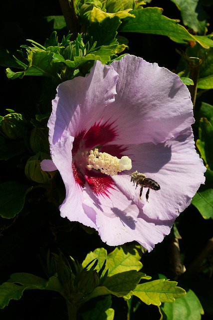 thebeekeeperman's tweet photo. I just like keeping honey bees and appreciate the work, work, work they do all day for our benefit...  #howtostar... https://t.co/aYXB3E2MfA