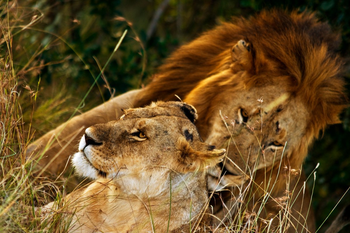 I'm <a href="/VTumuluru/">Vinay Tumuluru</a>, having been brought up in Kenya, for 'Make it Local' week, I'm having my #climateconvo about the Maasai Mara. 

The Mara national park's fragile ecosystem is being impacted by #climatechange. Look out for some articles about the Mara to help your #climateconvos!
