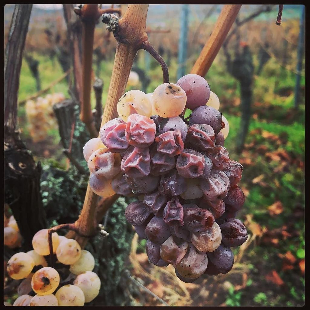 VinsHubertMetz's tweet photo. Fin de Vendanges en apothéose avec un riesling en sélection de Grains Nobles récolté ce matin #drinkalsace #vendanges2017 #riesling #milles… https://t.co/sNOWFqGaOf