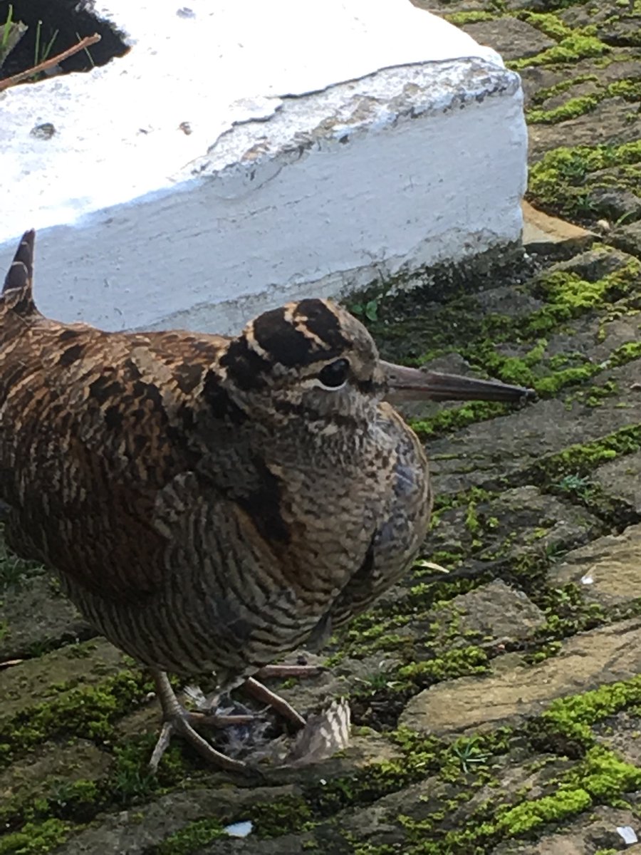 Arme #houtsnip vloog tegen het raam vd serre. Beduusd en geblesseerd opgehaald door topper vd #dierenambulance