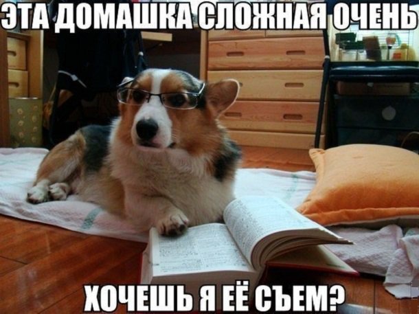 crazy_kutas's tweet photo. Эта домашка сложная очень,
Хочешь, я ее съем? 
Зачем зубрить и решать полночи?
Я избавлю тебя от проблем! 

Ты – самый лучший на свете хозяин, 
Я же – твой преданный пёс,
Вели – я порву, ни на что не взирая, 
Тебя одолевший вопрос... https://t.co/n71ePrSh5k