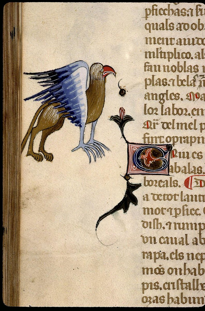ManuscritsMidi's tweet photo. Un griffon monte la garde au texte dans l'"Elucidari de las proprietatz de totas res naturals". Manuscrit probablement enluminé à Toulouse pour Gaston Fébus, Paris, Bibl. Ste Geneviève, 1029, f. 251v
#ManuscritsduMidi #Occitanie #GastonFebus #Béarn #Griffon #Occitanie https://t.co/zUTmoLsr0Q